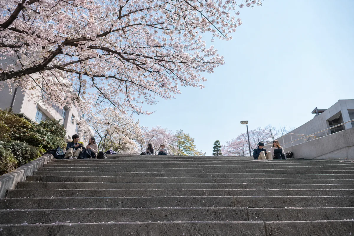 桜の下のキャンパスの広い階段を見上げる